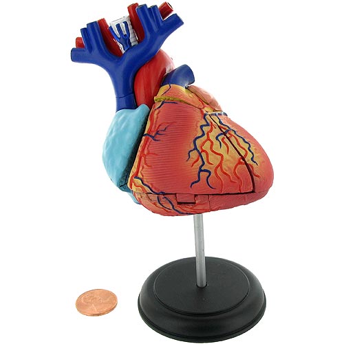 4D Human Heart Anatomy Model | xUmp