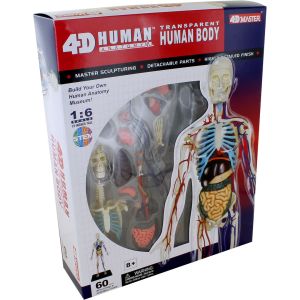 4D Transparent Human Body Anatomy Model Kit - 60 parts Photo 1